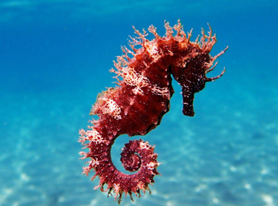 海马能变色吗？