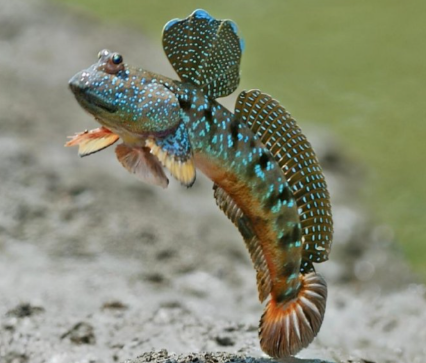 “弹涂鱼”之所以得名，是因为？