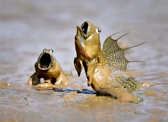 弹涂鱼会眨眼吗?